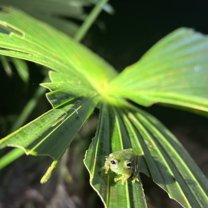 Glass Frog in El Valle de Anton